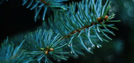 Oszustwa w okresie przedświątecznym